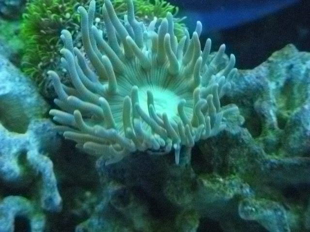 DSCN0590 - start of my 55 gallon reef