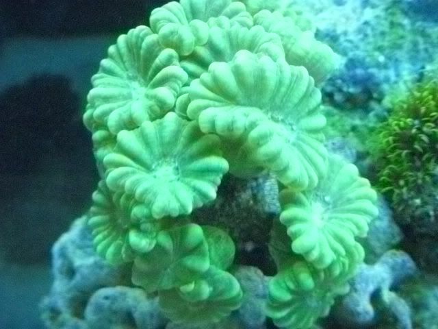 DSCN0591 - start of my 55 gallon reef