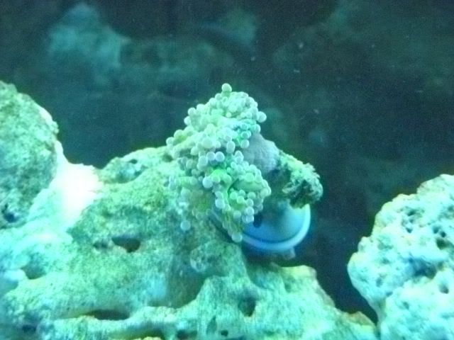 DSCN0625 - start of my 55 gallon reef