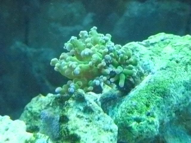 DSCN0626 - start of my 55 gallon reef