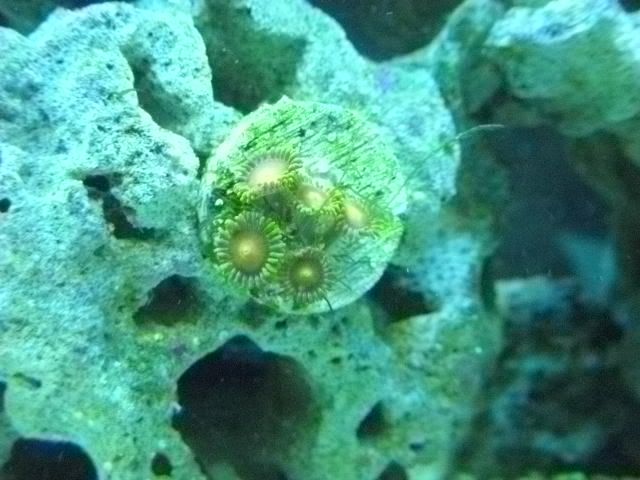 DSCN0636 - start of my 55 gallon reef