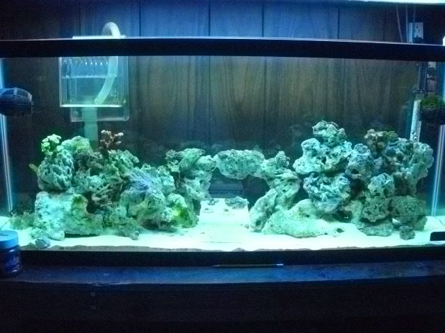 DSCN0640 - start of my 55 gallon reef