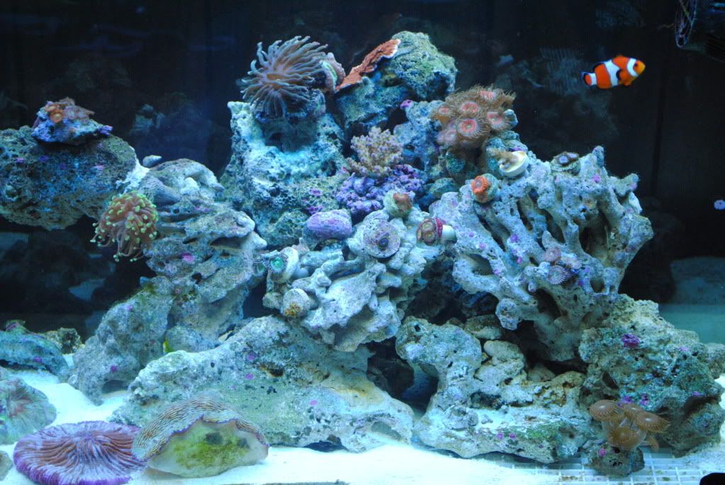 DSC 0001 1 - start of my 55 gallon reef
