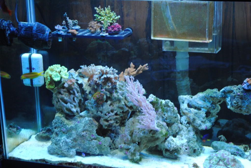 DSC 0002 - start of my 55 gallon reef
