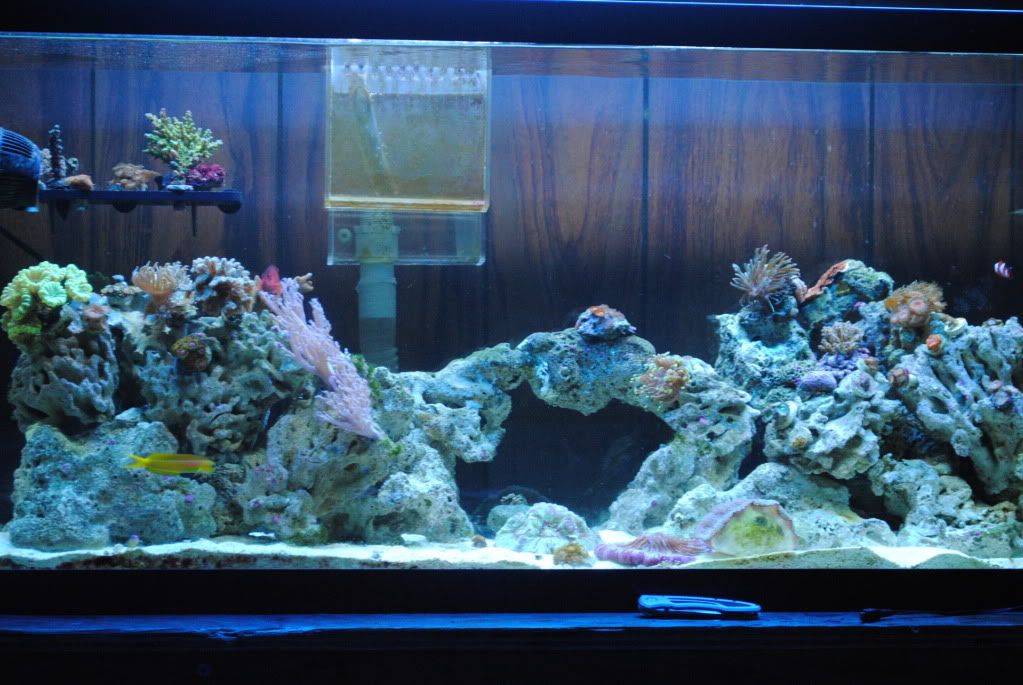 DSC 0003 - start of my 55 gallon reef