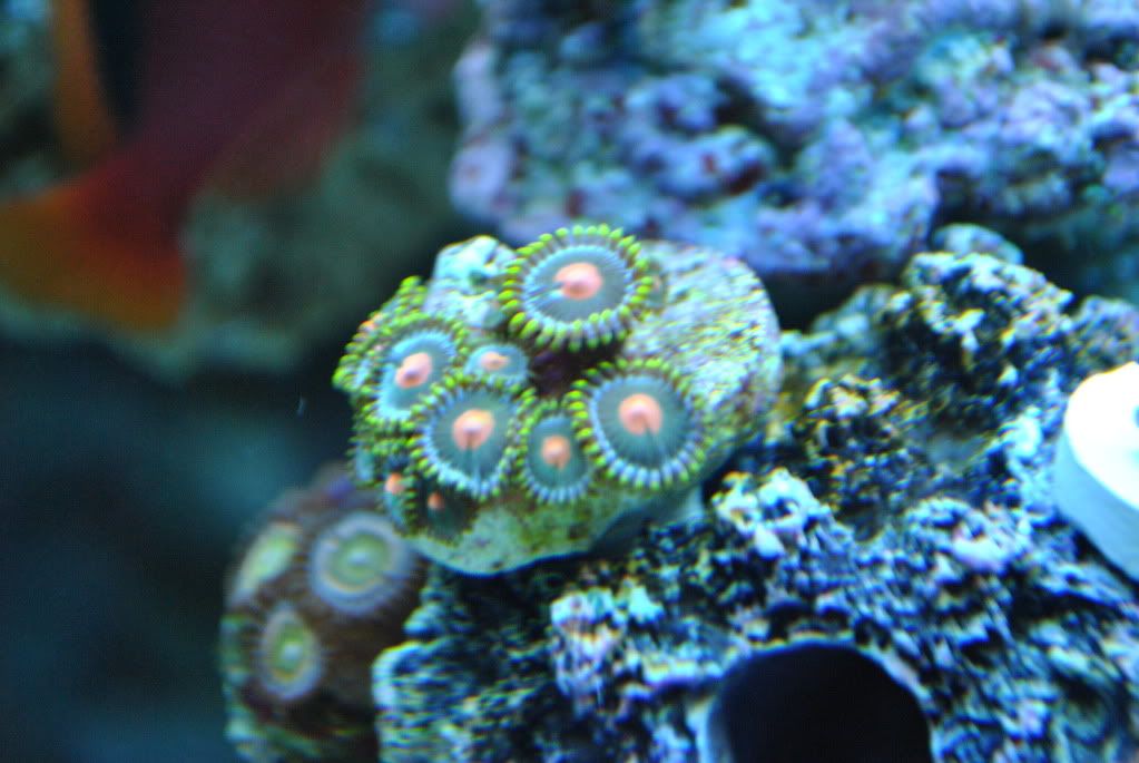 DSC 0005 - start of my 55 gallon reef
