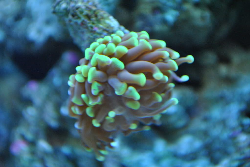 DSC 0026 - start of my 55 gallon reef