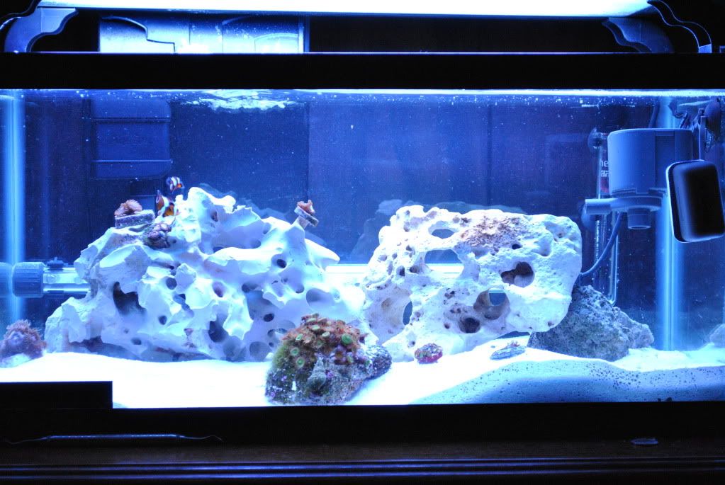 DSC 0028 - start of my 55 gallon reef