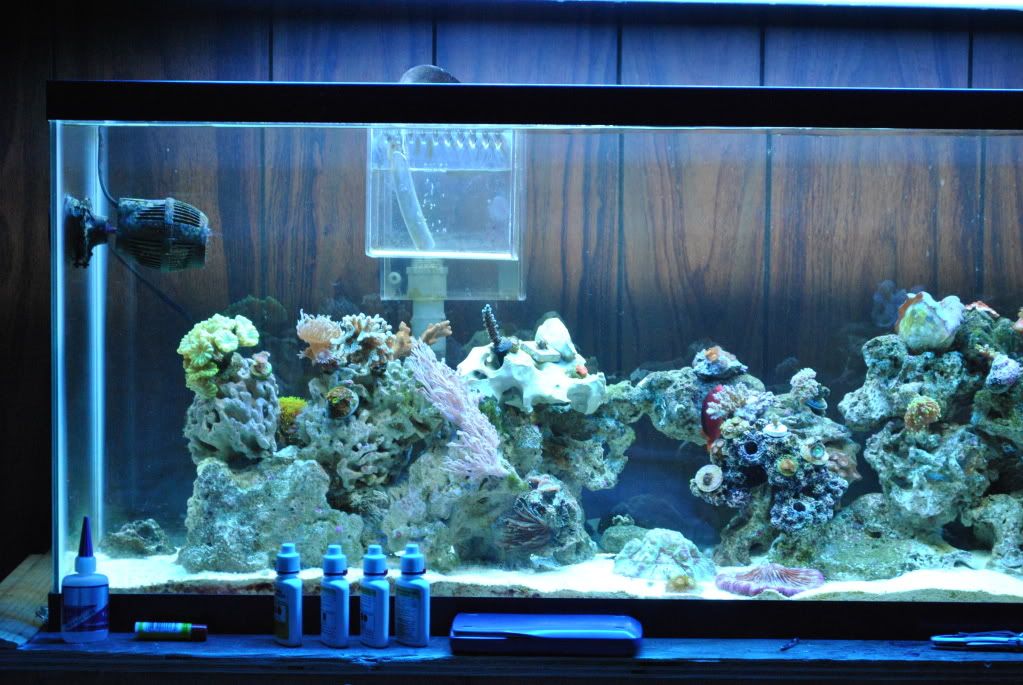DSC 0030 - start of my 55 gallon reef