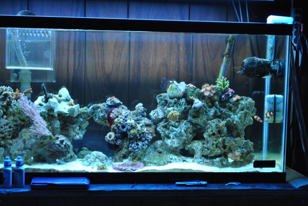 DSC 0031 - start of my 55 gallon reef