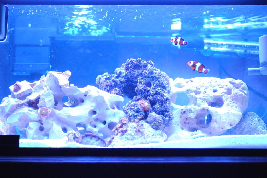 DSC 0126 - start of my 55 gallon reef