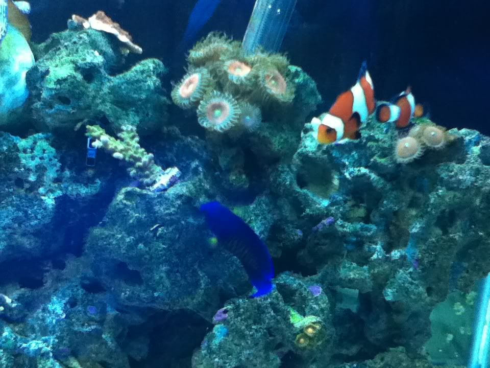 IMG 0064 - Mobile Photo Contest - sponsored by Premium Aquatics