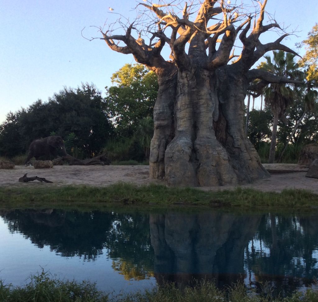 Sights from our Sunset Safari hosted by Animal Kingdom #NicheParent14