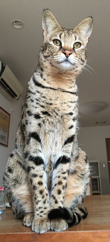 ハイ パーセンテージ f1 サバンナキャット High Percentage F1 Savannah Cat このwebでは 現在 家族全員で大切にしているf1サバンナキャットと 私が趣味で集めたギターを展示しています サバンナキャットはf1 F6まで分類されますが
