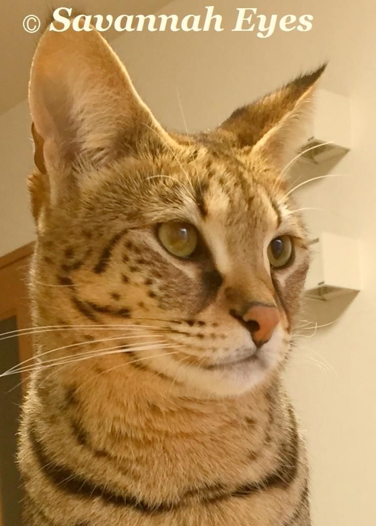 ハイ パーセンテージ ｆ１ サバンナキャット High Percentage F1 Savannah Cat Savannah Eyes