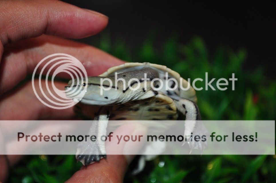 2012-10-10 新到阿根廷侧颈 桃红侧颈 豹纹龟 佛鳄