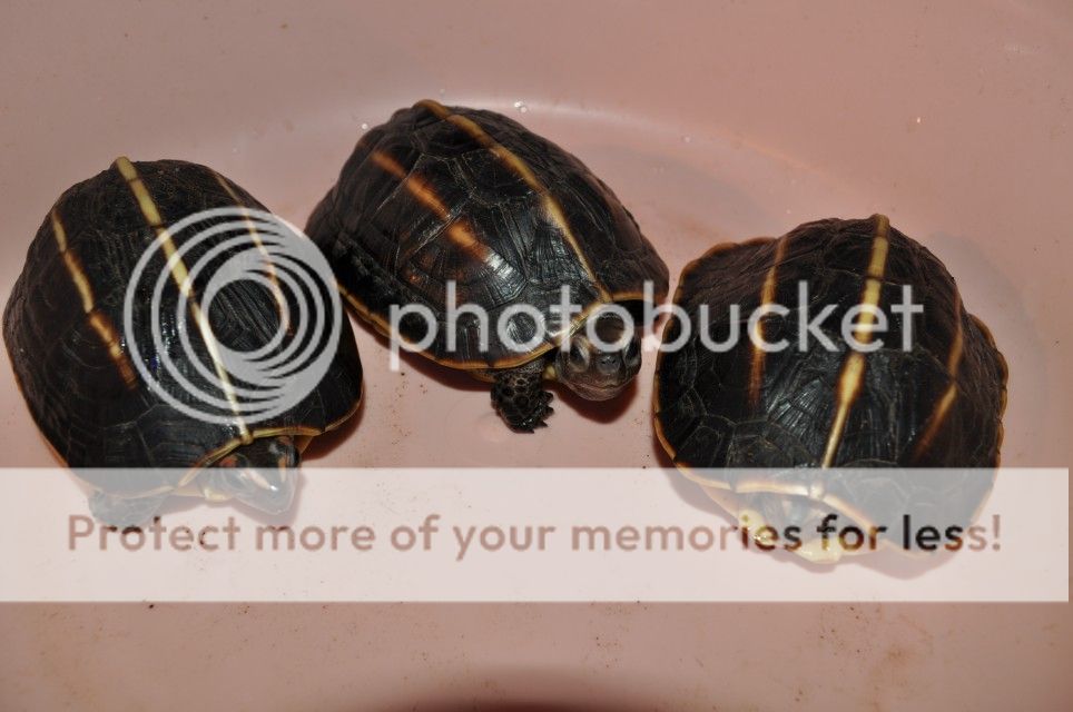 2012-10-21 新到三龙骨龟 墨西哥巨蛋龟 黑蛋龟