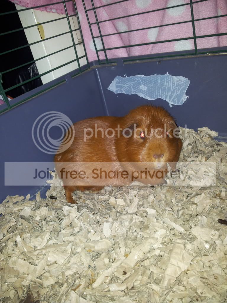20130224_170350_zpse48bedfa.jpg