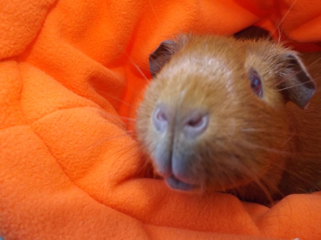 DSCF2406.jpg