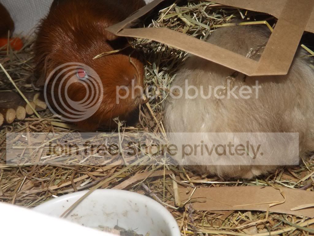 DSCF3421_zps4e4b4355.jpg